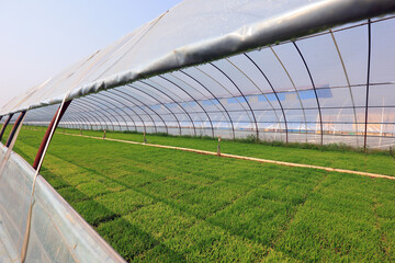 Naklejka premium Rice seedling greenhouse, North China
