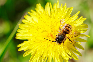 Close-up bee on a dandelion. Pollination of plants, beekeeping. Spring nature.