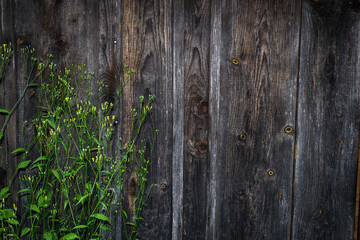 Flowers on a background of a wooden wall. Natural background.