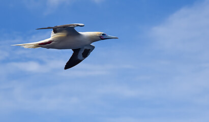 Seabird Masked, Blue-faced Booby (Sula dactylatra) flying over the blue and calm ocean. Seabird is hunting for flying fish jumping out of the water.