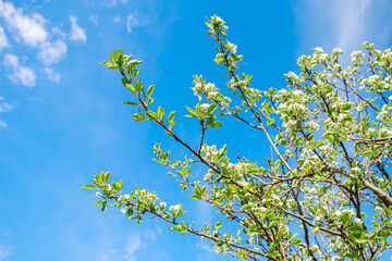 Blooming apple tree against the blue sky. Natural background.