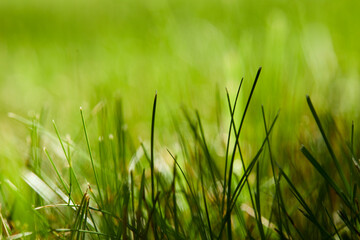 green grass