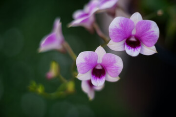 Fototapeta na wymiar Purple orchid flowers as nature background