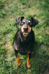 Manchester Terrier in the garden