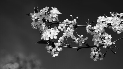Blooming cherry blossoms in spring. Black and white Close-up of flowers.
