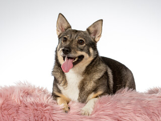 Swedish Vallhund dog portrait, image taken in a studio with white background.