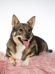 Swedish Vallhund dog portrait, image taken in a studio with white background.