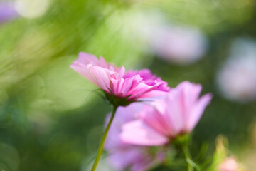 summer flowers in the garden