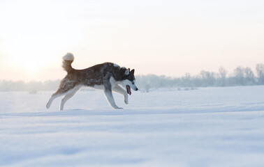 Fototapeta na wymiar husky dog walking