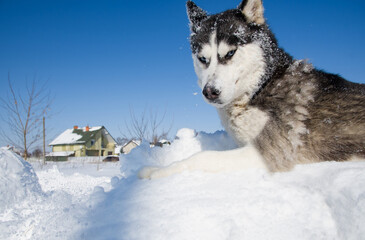 portrait of husky dogs