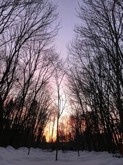 sunset in the woods