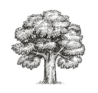 Oak sketch. Isolated vintage vector tree on white background