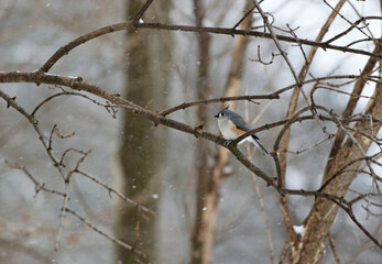Tufted Titmouse bird sitting on branch during snow storm
