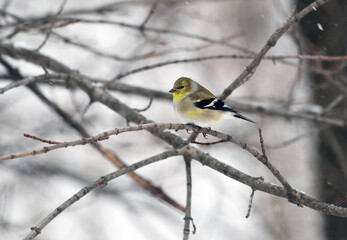 Yellow bird sitting on branch in grey winter landscape