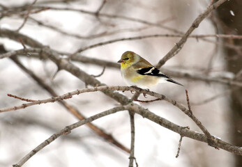 Goldfinch bird sitting on branch in winter