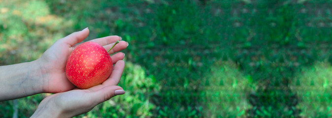 red ripe apple in hands. woman holding juicy fruit. gardening concept
