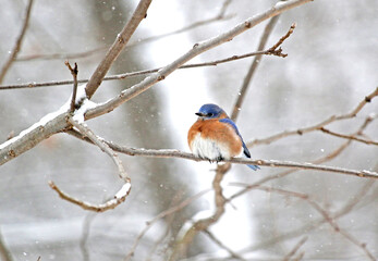 Eastern Bluebird sitting on branch in snow storm