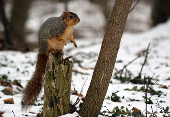 Squirrel sitting up on tree stump in winter landscape