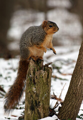 Naklejka na ściany i meble Squirrel sitting up on tree stump in winter