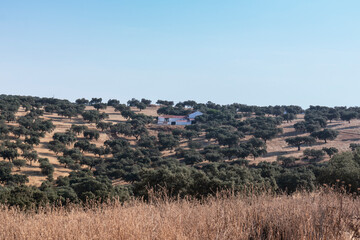 Obraz premium agricultural landscapes in southern Andalusia with a clear sky