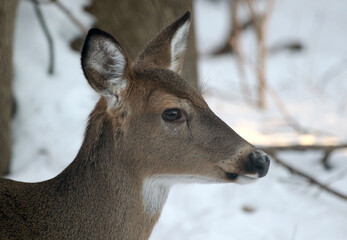 Doe head portrait in winter