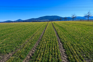 Fototapeta na wymiar Field with freshly sowed winter wheat in Baden Wuerttemberg, Germany, Europe