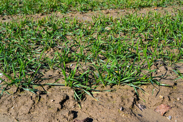 Close up from a freshly sowed winter wheat in Baden Wuerttemberg, Germany, Europe