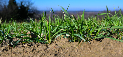 Close up from a freshly sowed winter wheat in Baden Wuerttemberg, Germany, Europe