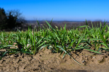 Close up from a freshly sowed winter wheat in Baden Wuerttemberg, Germany, Europe
