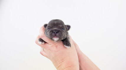 a small Chihuahua puppy just opened its eyes. a blind puppy in the hands of a beloved owner. Chihuahua smoky gray color