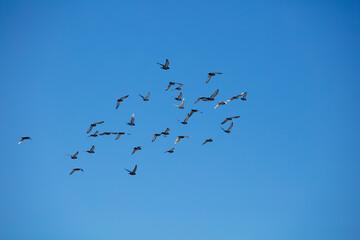  group of birds flying, blue sky