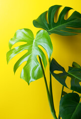Fototapeta na wymiar Beautiful monstera leaves on a yellow wall background. A home flower in a modern interior