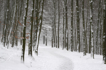 Fantasy winter forest with a path through the forest with a lot of snow and beech trees