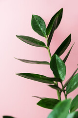 Fototapeta na wymiar Sprigs of zamiokulkas on a pink background. The concept of minimalism. Selective focus