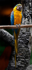 Blue and yellow macaw on the branch. Latin name - Ara ararauna