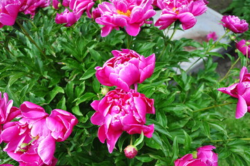 A bush of bright pink peonies in the garden.