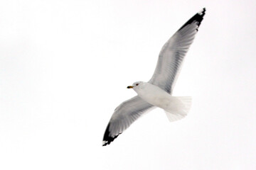 Seagull in flight