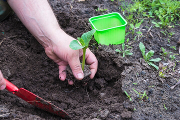 Spring gardening concept. Hand with growth, flower pot on black soil background. Close up, selective focus