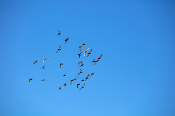  group of birds flying, blue sky