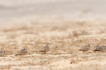 Kroonzandhoen, Crowned Sandgrouse, Pterocles coronatus