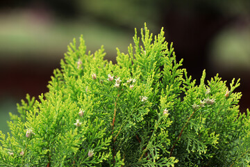 Close up of Platycladus orientalis fruit