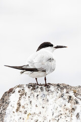 Dougalls Stern, Roseate Tern, Sterna dougallii