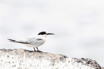 Dougalls Stern, Roseate Tern, Sterna dougallii