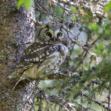 Boreal Owl