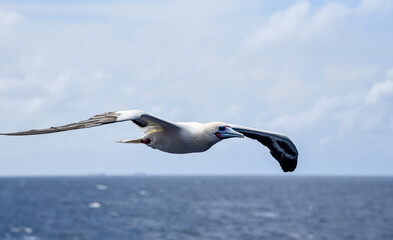Seabird Masked, Blue-faced Booby (Sula dactylatra) flying over the blue and calm ocean. Seabird is hunting for flying fish jumping out of the water.