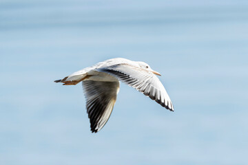 Obraz premium Dunbekmeeuw, Slender-billed Gull, Chroicocephalus genei