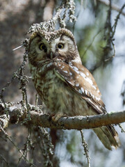 boreal owl