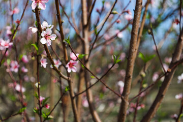 almond tree  in a farm in central Florida in February stock photo royalty free 