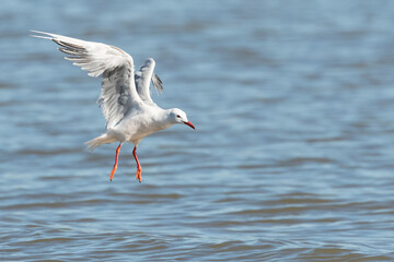 Dunbekmeeuw, Slender-billed Gull, Chroicocephalus genei
