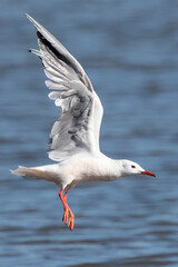 Dunbekmeeuw, Slender-billed Gull, Chroicocephalus genei